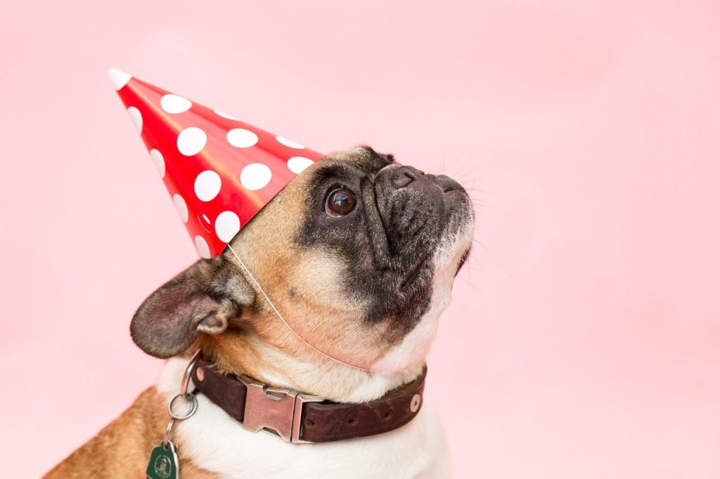 A picture of a dog. It's great to have one, but pets, as well as family, are not enough in terms of building awareness for your first Kickstarter campaign.