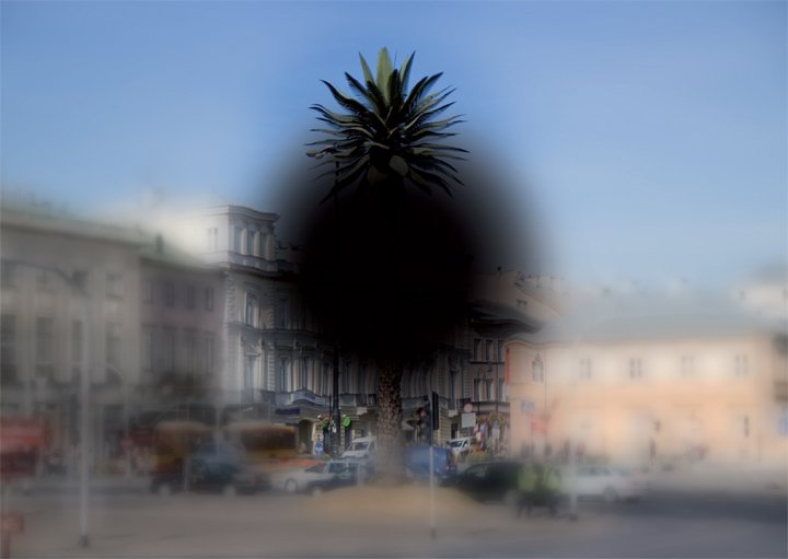 A palm tree in Warsaw as seen be people with visual impairment.